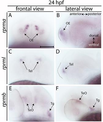 Expression of RPRM/rprm in the Olfactory System of Embryonic Zebrafish (Danio rerio)